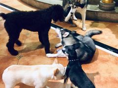 -more than meow吴止猫主题餐厅(承德 中船汇店)