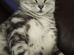 -瑞鹏宠物医院·骨科·猫科·内科(第一中心)