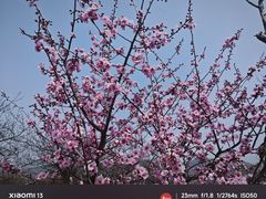 -灌云梅园景区