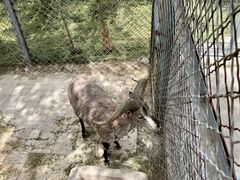 -青藏高原野生动物园