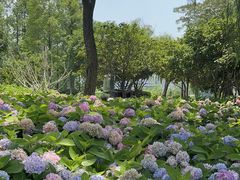 -金银湖国家城市湿地公园