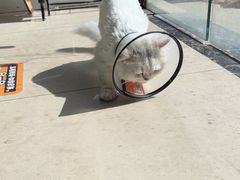 -佳雯宠物医院·皮肤科·内外科(春晓路分院)