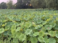 -浦江城市生活广场(江月路店)