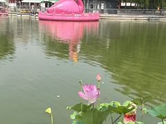 -莲花池公园