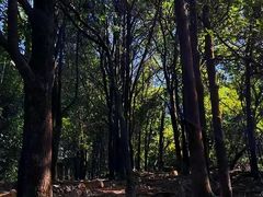 -火炉山森林公园
