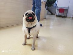 -芭比堂动物医院·犬猫全科·异宠专科(雁塔分院)