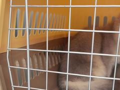 -艾贝尔宠物医院·24H转诊中心·肿瘤猫专科(江宁双龙店)