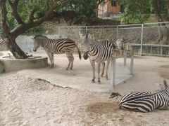 -泉州海丝野生动物世界