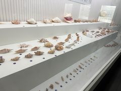 -青岛贝壳博物馆