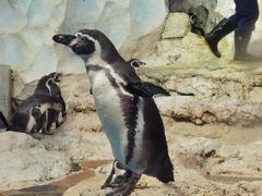 -帝企鹅自助餐厅•儿童岛•真企鹅(长隆企鹅酒店)