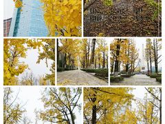 -百林公园-两江幸福广场
