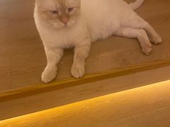 -猫腻·猫咖·撸猫馆(星光大道店)