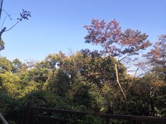 -天鹿湖森林公园