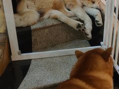 -喜柴咖啡·柴犬狗咖