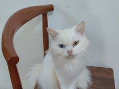 -楼上猫咖(罗湖店)