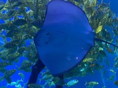 -太平洋海底世界