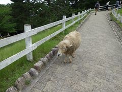 -神户市立六甲山牧场