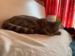-中农大我爱我爱动物医院·核磁CT·猫病·24小时夜诊中心(石佛营店)