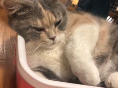-藦茜花园宠物主题亲子互动体验馆(国顺东路店)