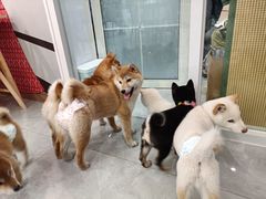 -柴犬小屋·柴餐厅·狗咖食堂(金鼎广场店)