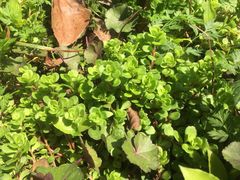 -桤木河湿地公园