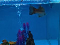 -怡咖啡·自助餐·西安香格里拉