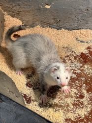 点击看大图 -Zoolung Zoolung动物主题公园(海信广场店)