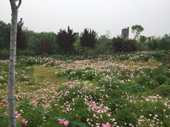 -洛阳市牡丹公园