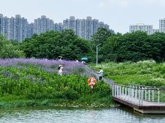 -洋湖国家湿地公园