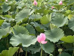 -莲池书院博物馆