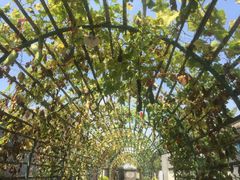 -万源龙顺度假庄园生态观光园