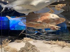 -贝林大翅鲸简餐厅(国家海洋博物馆店)