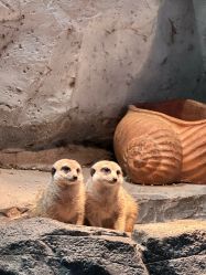 -Zoolung Zoolung动物主题公园(海信广场店)