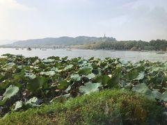 -湖畔居茶楼(湖滨店)