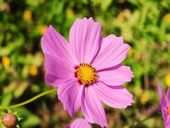 -济南国际园博园