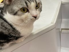 -COLOR PETS 撸猫馆·购猫·猫咖(长风大悦城店)