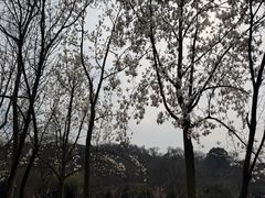 -宜兴龙背山森林公园
