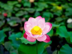 -昆山城市生态森林公园