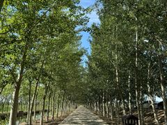 -西青郊野公园