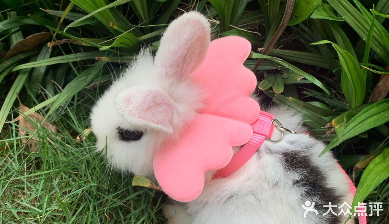 妈妈带本兔兔出来玩啦～ 好开心哦   附带本兔兔几张