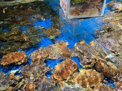 水产区-盒马鲜生(馥邦国际店)