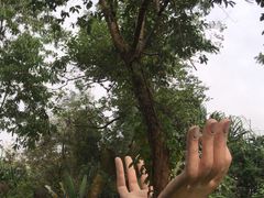 -瑞丽独树成林风景区