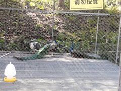 -福建鲤鱼洲酒店