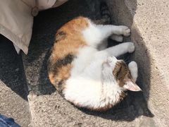 -巴金故居