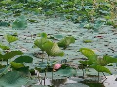 -长春市南湖公园