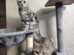 -猫尾侦探俱乐部·剧本杀·狼人杀