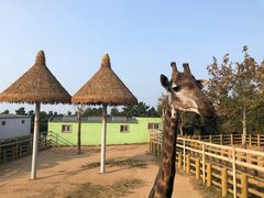 -西霞口神雕山野生动物世界