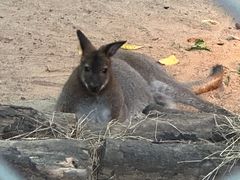 -清迈夜间动物园