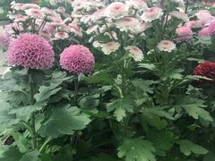 -上海鲜花港