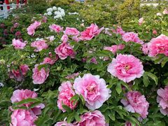 -曹州百花园